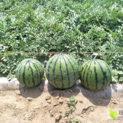 河南省开封市通许县露天西瓜大量上市，需要的联系我