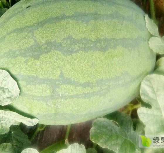 龙卷风价格