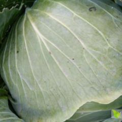 六月初已经出来的扁包菜