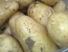 潍坊安丘大量土豆上市，有大型厂房提供收购