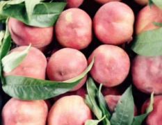 河北省唐山市油桃毛桃大量上市。红梅，黄油等品种齐全