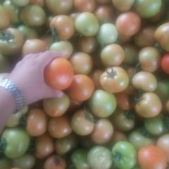 我处西红柿大量上市，量大果型好耐运输，有需要的联系我136