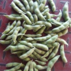 郯城大量毛豆上市，品种有翠绿宝