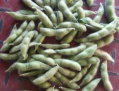 郯城大量毛豆上市，品种有翠绿宝