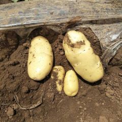 泗水陆地土豆大量上市！