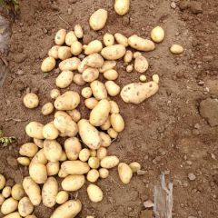 河南通许代收荷兰十五土豆，货源充足