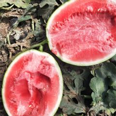 新民小梁山，锦州凌海西瓜已经大面积上市了