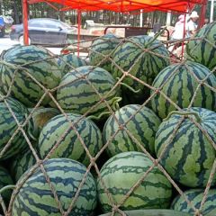 河南扶沟8424西瓜大量上市中