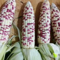 彩糯，白糯玉米，水果玉米
