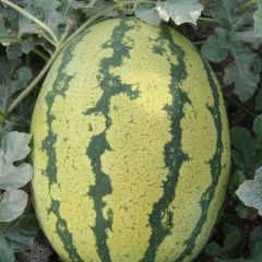 2019年的西瓜上市了