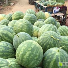 尉氏南谢村花皮无籽质优价美，欢迎采购！