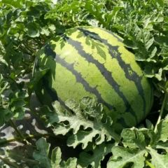 【王权】吉林洮南西瓜 个大 皮薄 大红瓤