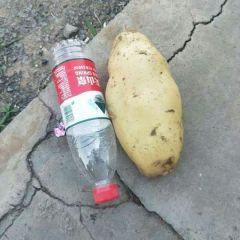 凌海土豆大量上市2020