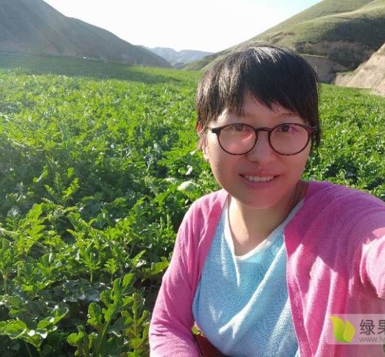 硒砂瓜价格