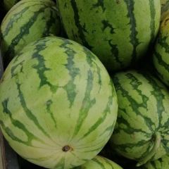 优质湖北天门西瓜