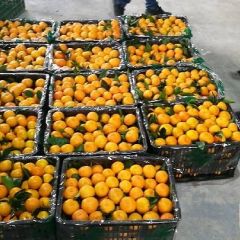 特早蜜橘大量上市。诚信经营
