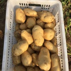 专业代收平度土豆