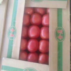 健康绿色，品质优良价格低廉的“绿色”西红柿批发出