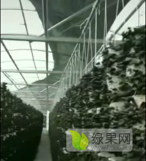 2019年黑龙江汤旺河头茬木耳价格