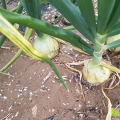 精品早熟黄洋葱