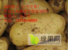 万亩荷兰土豆大量上市（0.6)