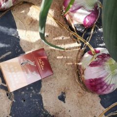 陕西红货源紧张