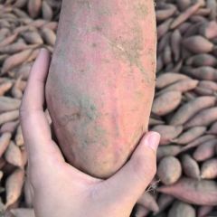 河北廊坊市安次区双鑫薯业