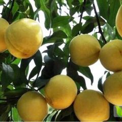 2020年湖北睿龙农场500亩有机肥农家肥种植的黄桃7月中旬大量上市