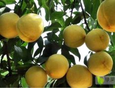 2020年湖北睿龙农场500亩有机肥农家肥种植的黄桃7月中旬大量上市