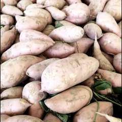 河南省开封市祥符区