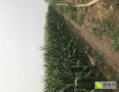 20亩红心嫩玉米 采用优质品种