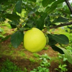 青苹果陕西带箱10斤装，一件代发