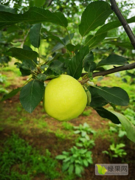 2019年陕西高陵普通苹果价格