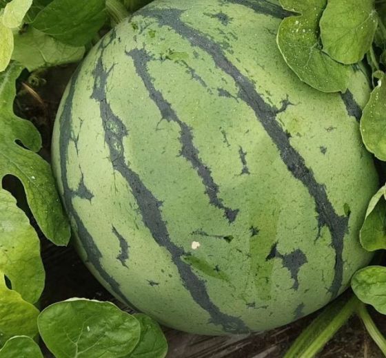 2019年河南太康8424西瓜价格