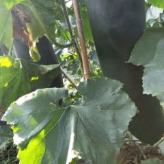 自家黑皮100多吨冬瓜直销