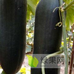 销售大量黑皮冬瓜