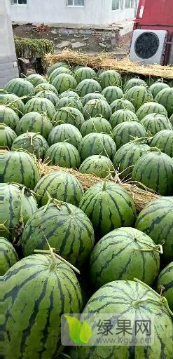 京欣西瓜价格