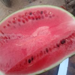 京欣西瓜都九成火以上了