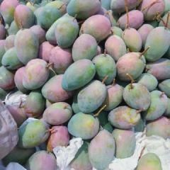 批发攀枝花凯特大芒果