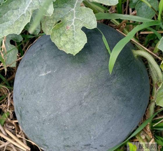 黑皮无籽价格