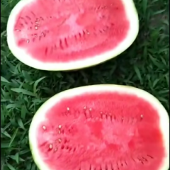 赤峰西瓜便宜啦
