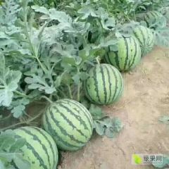 河南夏邑大量8424西瓜上市中 品质好