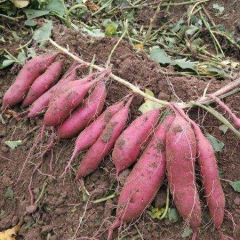 大量供应，货源充足，质量好，价格公平