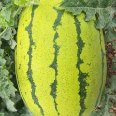 诚信至上 诚信为人之本