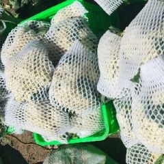 沽源县有机花，开始上市了