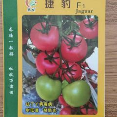 越冬一大茬专用番茄品种 大果早熟