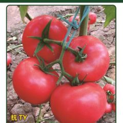 大果四季都可种植硬粉番茄