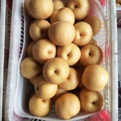 丰水梨，圆黄梨，鸭梨山东梨基地！