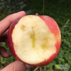 昭通冰糖心丑苹果供应商代办