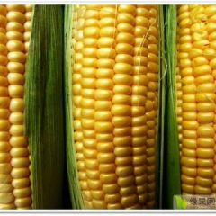 大量供应优质新鲜甜玉米